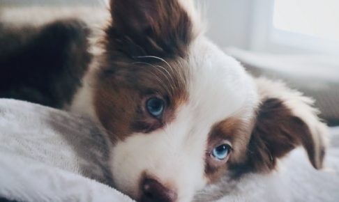 青い目の子犬