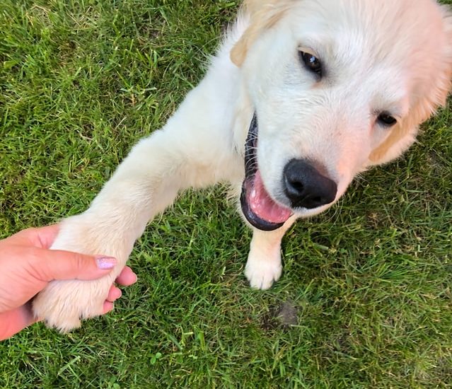 犬と握手