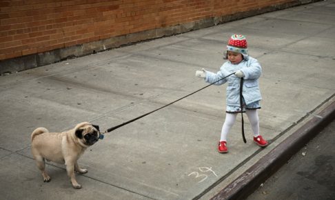 まわりの視線が痛い お散歩で犬が歩かない理由はわがままだけじゃないんです ゆるっと保護犬とのくらし