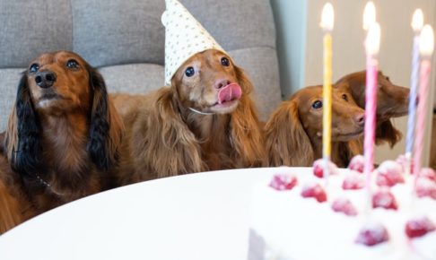 犬のお誕生日
