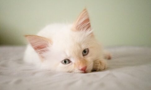 白い子猫