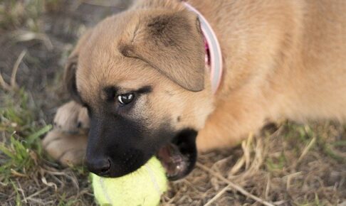 ボールを噛む子犬