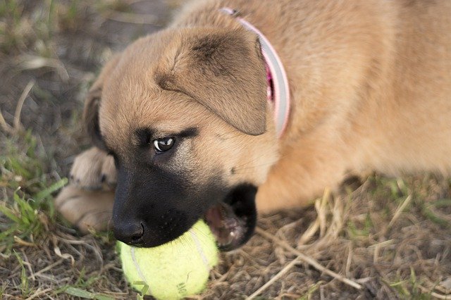ボールを噛む子犬