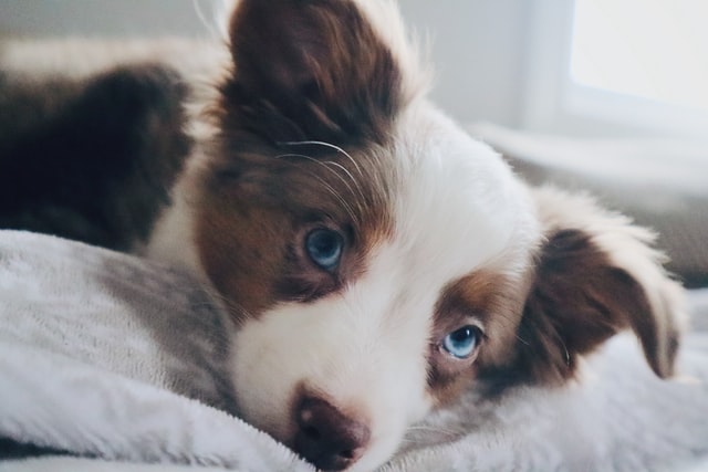 見つめる青い目の犬