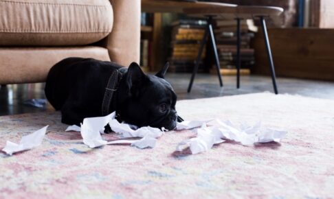 紙を破る犬
