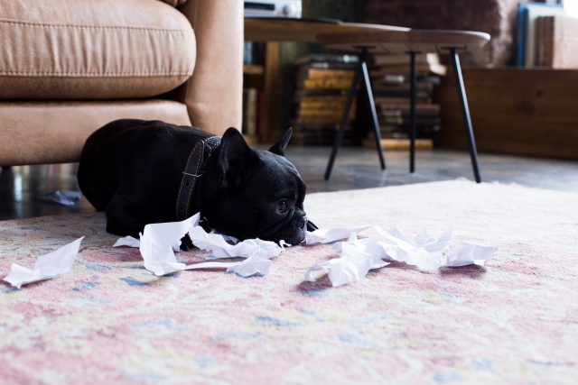 紙を破る犬