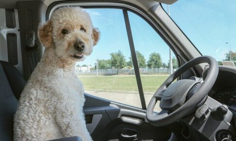 犬の運転手