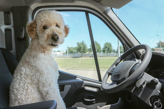 犬の運転手