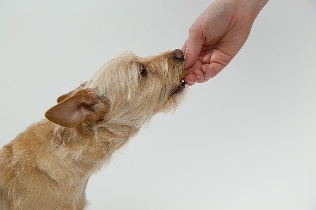 手からおやつを食べる犬