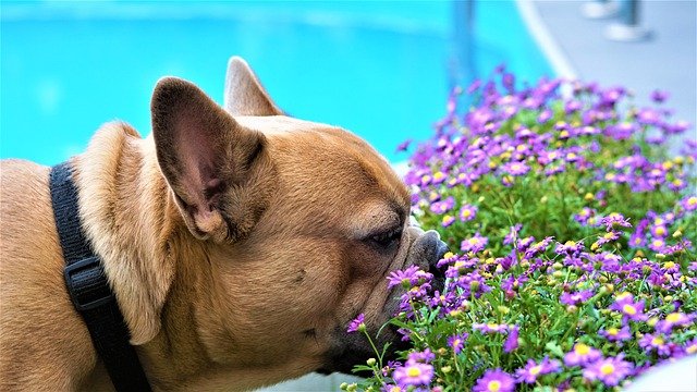 花のにおいを嗅ぐ犬