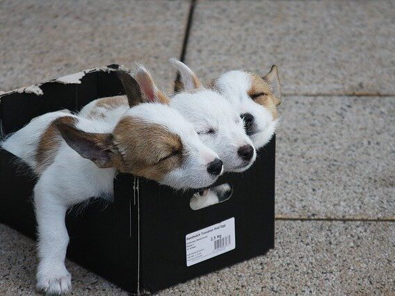 箱で寝ている犬たち