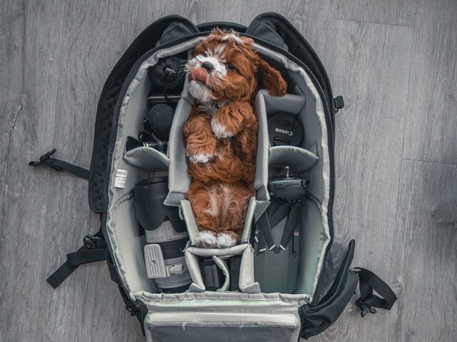 スーツケースに入る犬