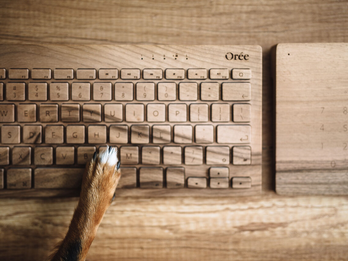 パソコンと犬の手