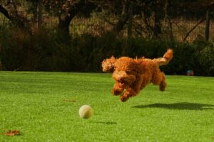 ボールを追っかける犬