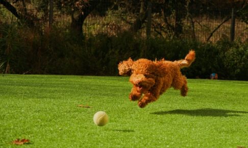 ボールを追っかける犬