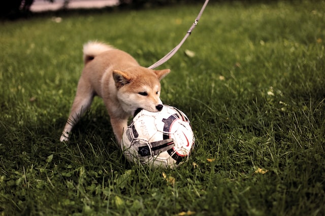 サッカーボールを噛む犬
