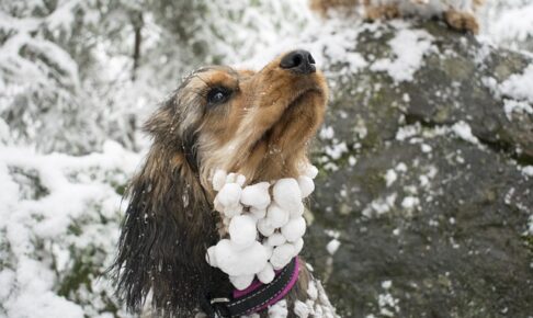 雪玉がついた犬