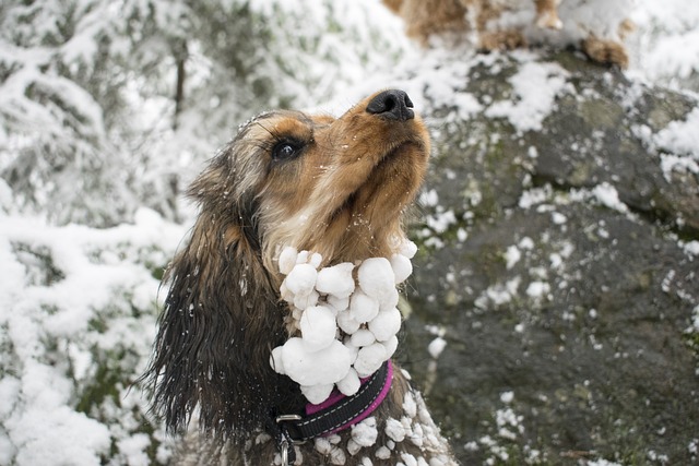 雪玉がついた犬