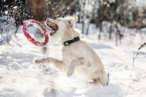 雪遊びする犬