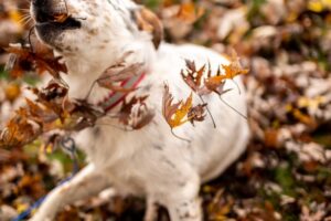 落ち葉の中の犬